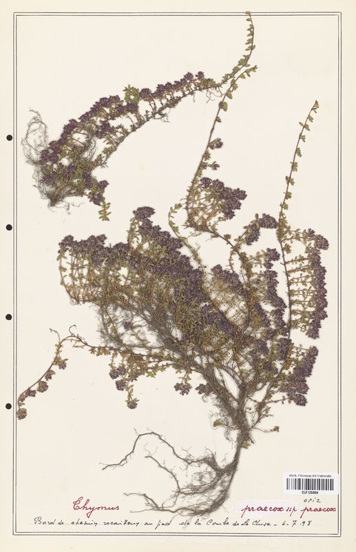 Thymus praecox  (Lamiaceae)