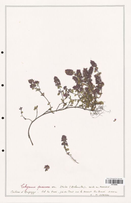 Thymus praecox  (Lamiaceae)