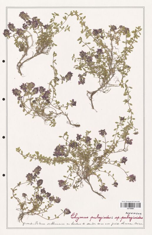 Thymus pulegioides  (Lamiaceae)