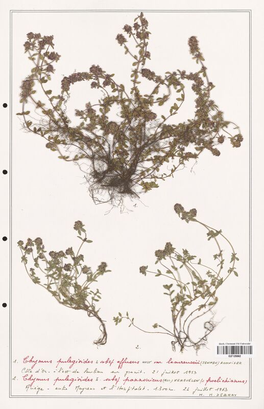 Thymus pulegioides  (Lamiaceae)