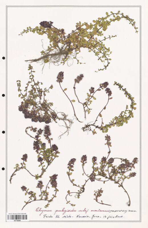 Thymus pulegioides  (Lamiaceae)