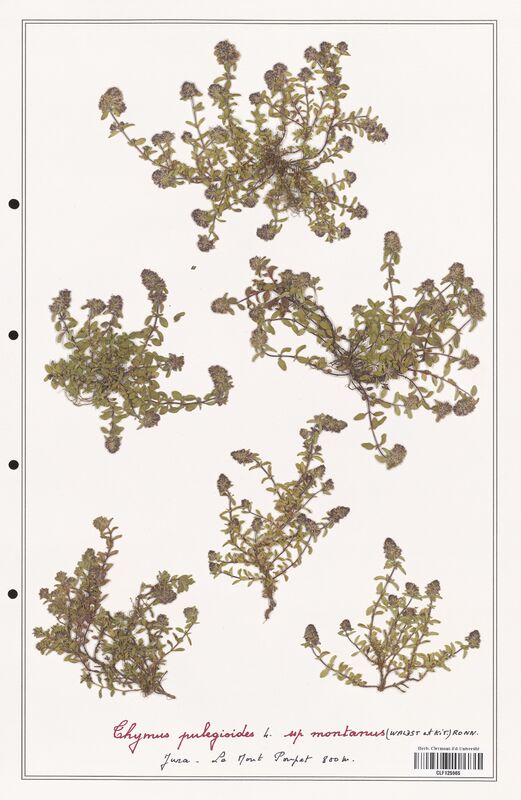 Thymus pulegioides  (Lamiaceae)