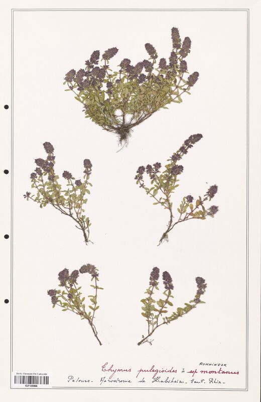 Thymus pulegioides  (Lamiaceae)
