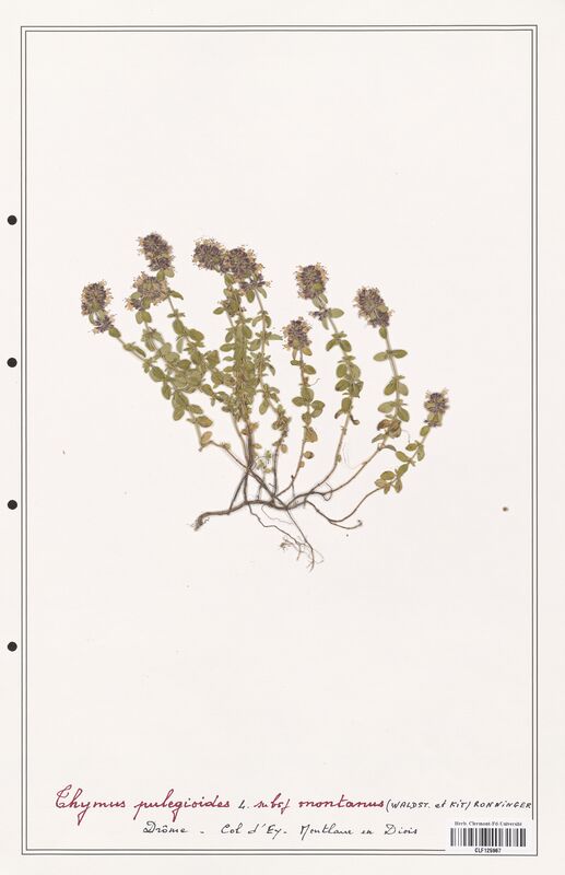 Thymus pulegioides  (Lamiaceae)
