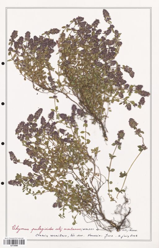 Thymus pulegioides  (Lamiaceae)