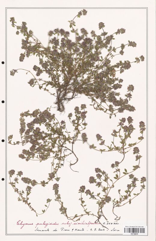 Thymus pulegioides  (Lamiaceae)