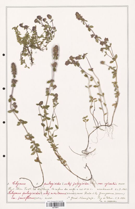 Thymus pulegioides  (Lamiaceae)