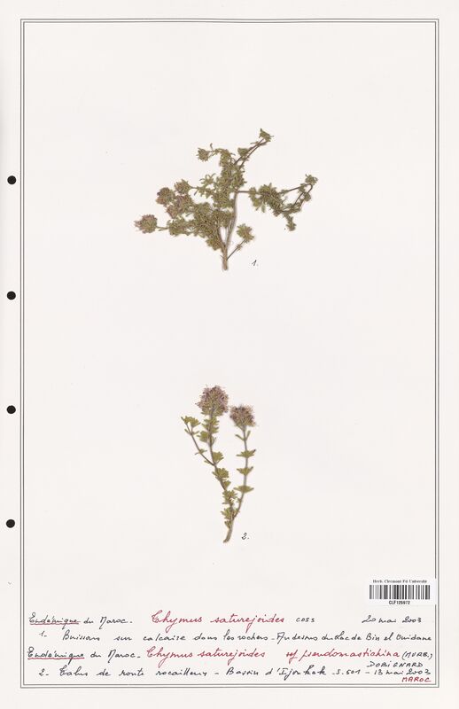 Thymus saturejoides  (Lamiaceae)