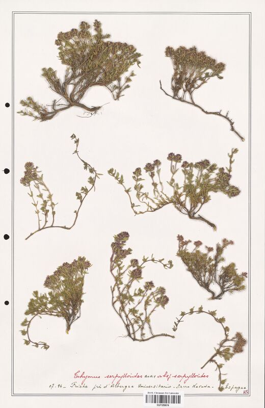 Thymus serpylloides  (Lamiaceae)