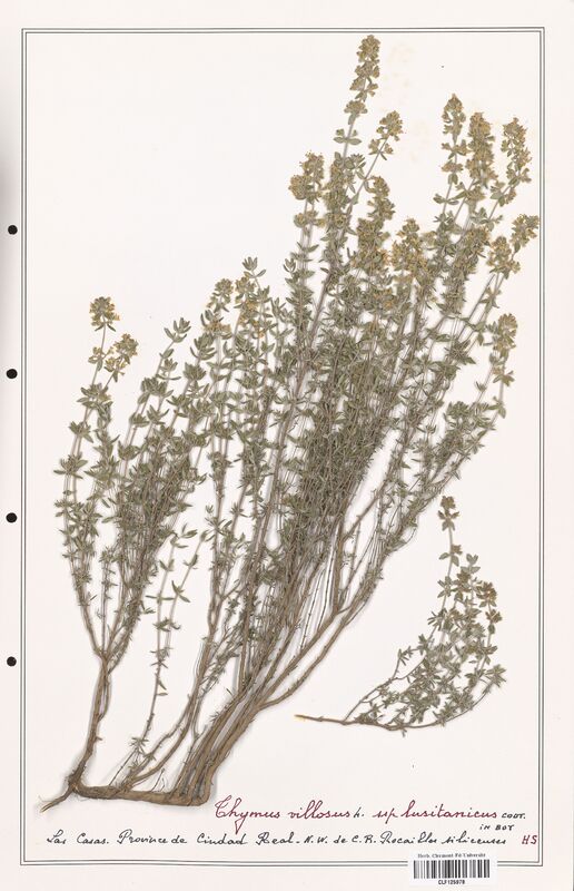 Thymus villosus  (Lamiaceae)