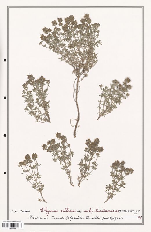 Thymus villosus  (Lamiaceae)