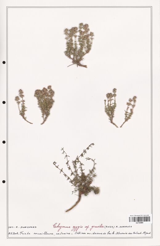Thymus zygis  (Lamiaceae)