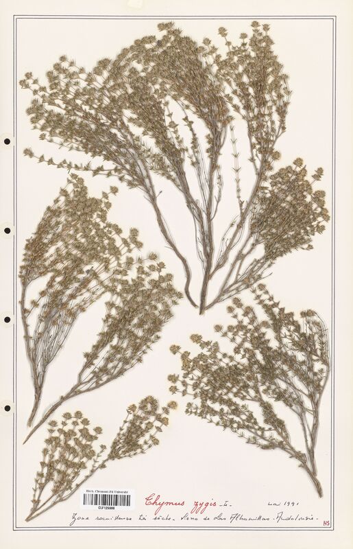 Thymus zygis  (Lamiaceae)