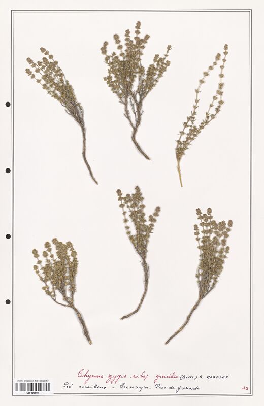Thymus zygis  (Lamiaceae)