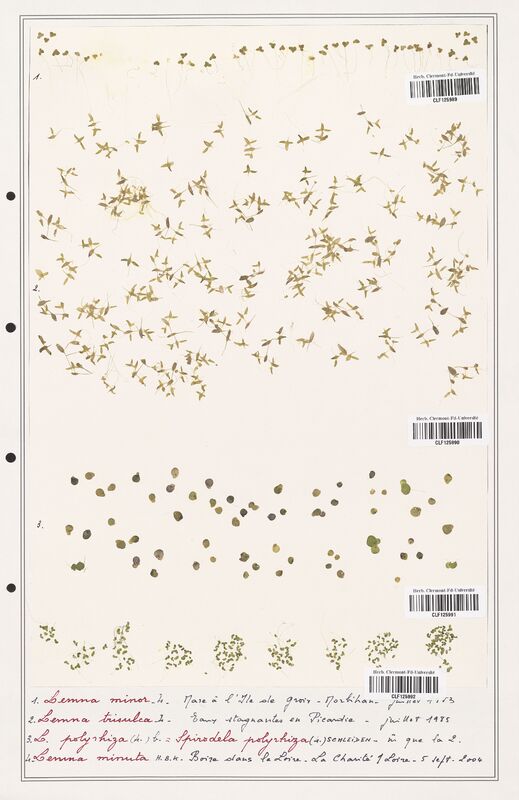 Lemna minuta  (Araceae)