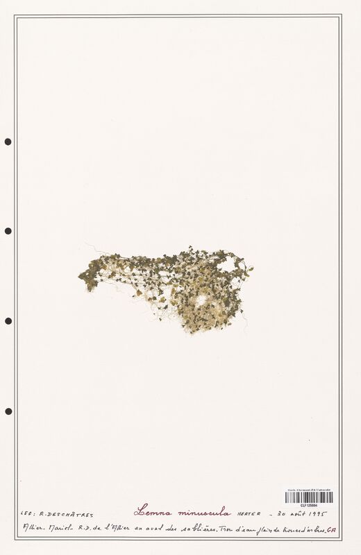 Lemna minuscula  (Araceae)