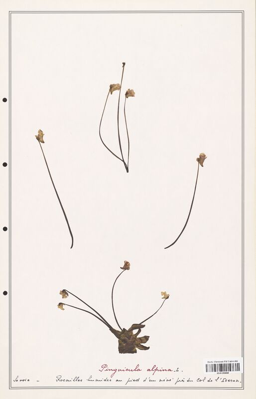 Pinguicula alpina  (Lentibulariaceae)