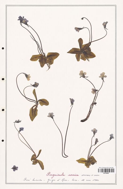 Pinguicula corsica  (Lentibulariaceae)