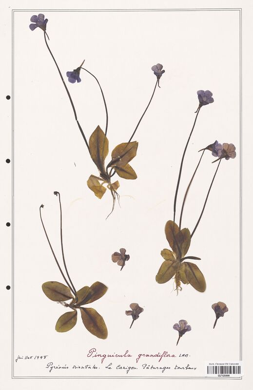 Pinguicula grandiflora  (Lentibulariaceae)