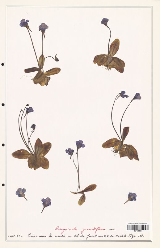 Pinguicula grandiflora  (Lentibulariaceae)