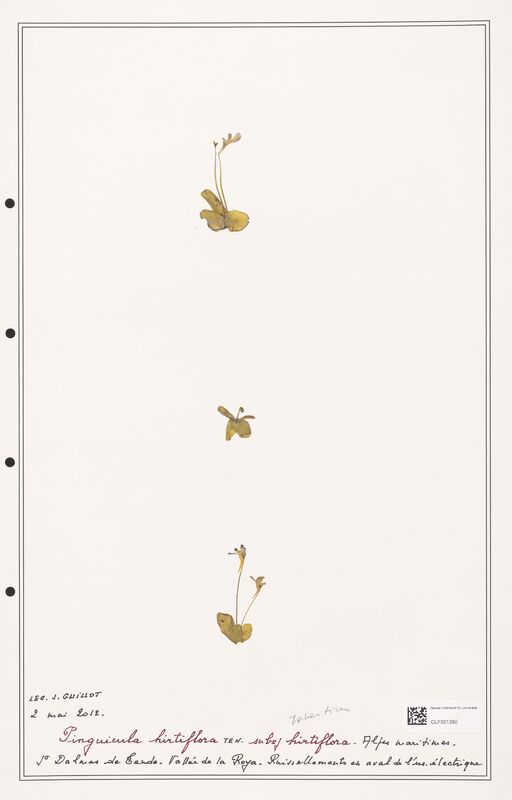 Pinguicula hirtiflora  (Lentibulariaceae)