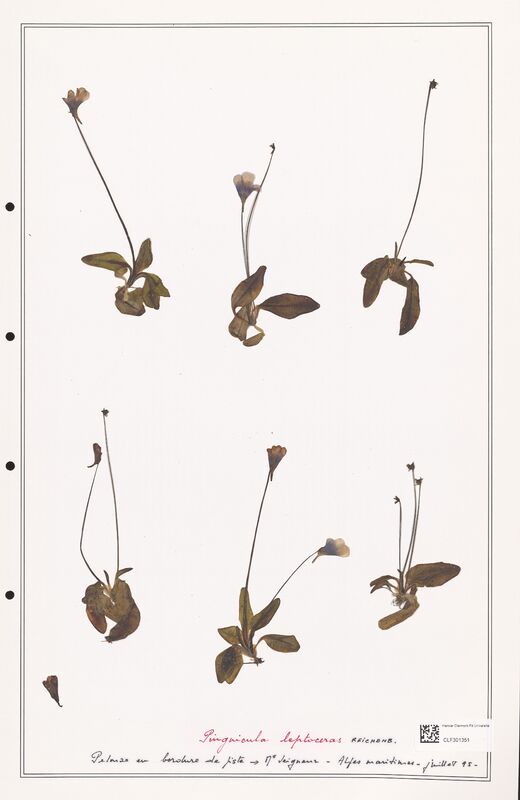 Pinguicula leptoceras  (Lentibulariaceae)