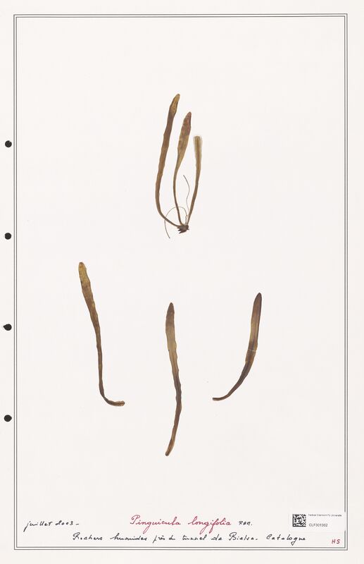 Pinguicula longifolia  (Lentibulariaceae)