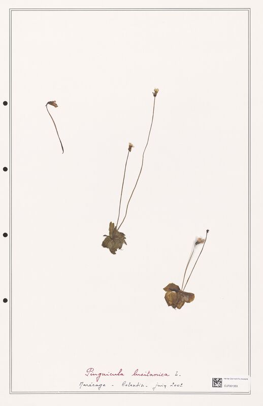 Pinguicula lusitanica  (Lentibulariaceae)