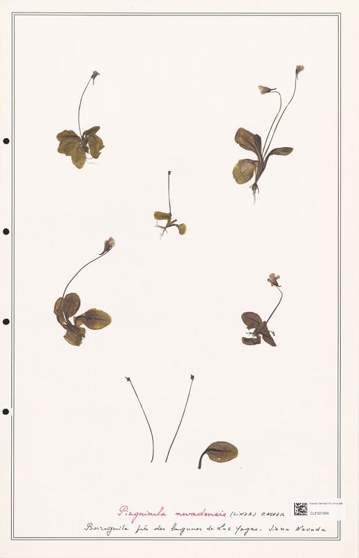 Pinguicula nevadensis  (Lentibulariaceae)