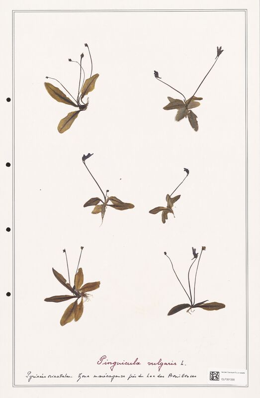 Pinguicula vulgaris  (Lentibulariaceae)