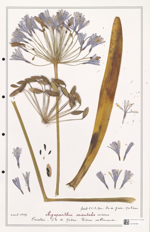 Agapanthus orientalis  (Liliaceae)