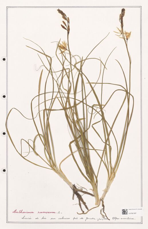 Anthericum ramosum  (Liliaceae)