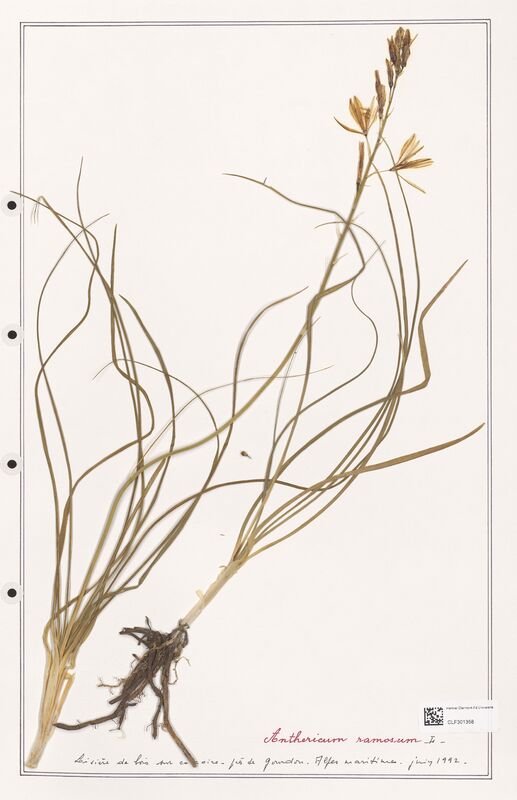 Anthericum ramosum  (Liliaceae)