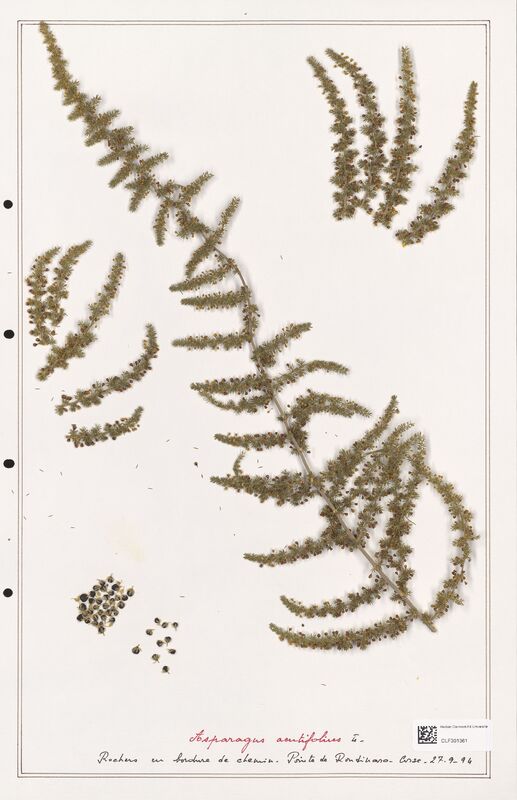 Asparagus acutifolius  (Liliaceae)