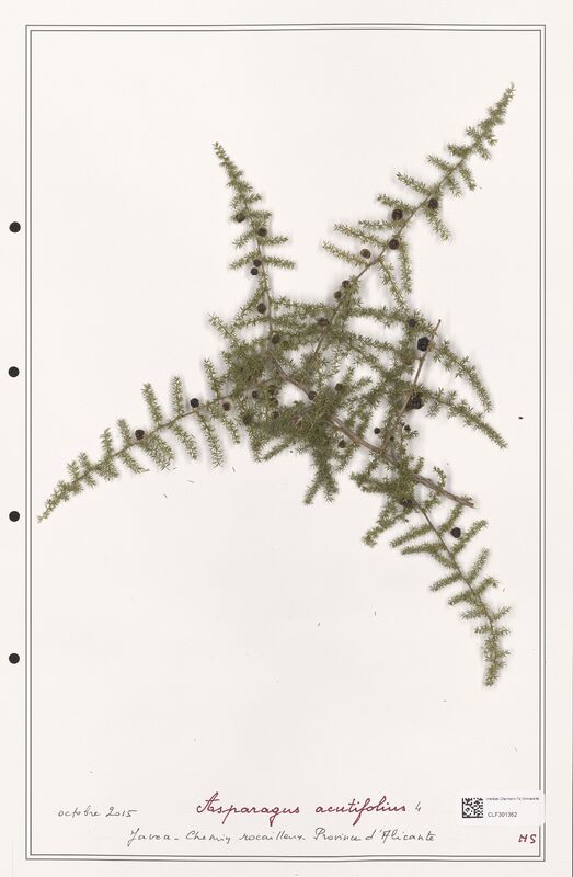 Asparagus acutifolius  (Liliaceae)