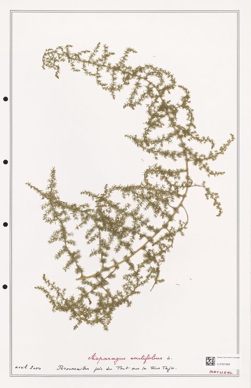 Asparagus acutifolius  (Liliaceae)