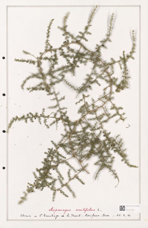 Asparagus acutifolius  (Liliaceae)