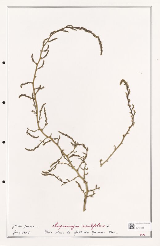 Asparagus acutifolius  (Liliaceae)