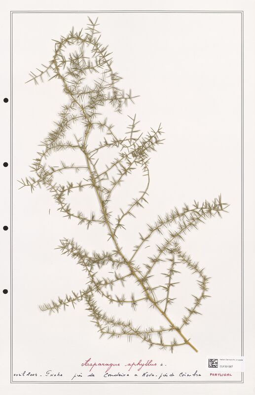 Asparagus aphyllus  (Liliaceae)