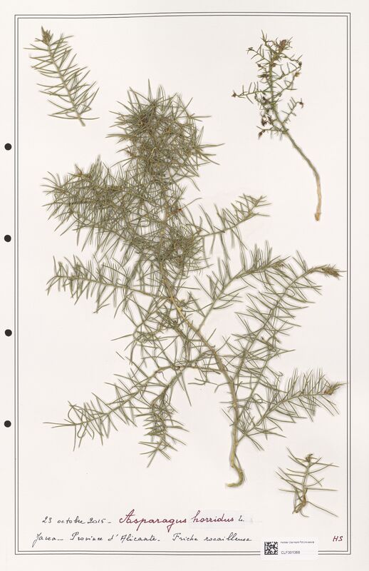 Asparagus horridux  (Liliaceae)