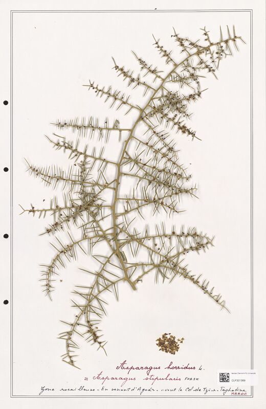 Asparagus horridux  (Liliaceae)