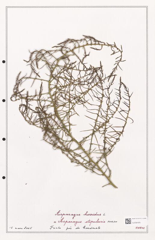 Asparagus horridux  (Liliaceae)