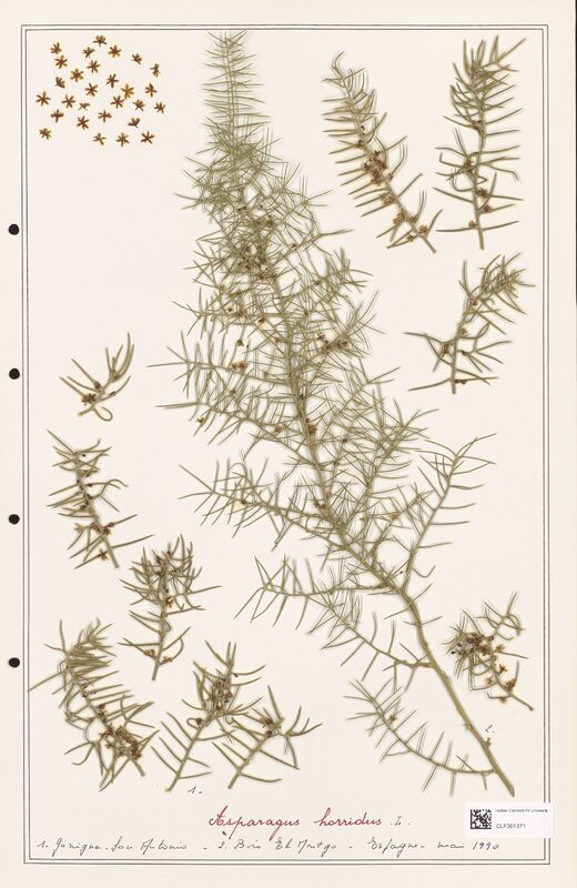 Asparagus horridux  (Liliaceae)