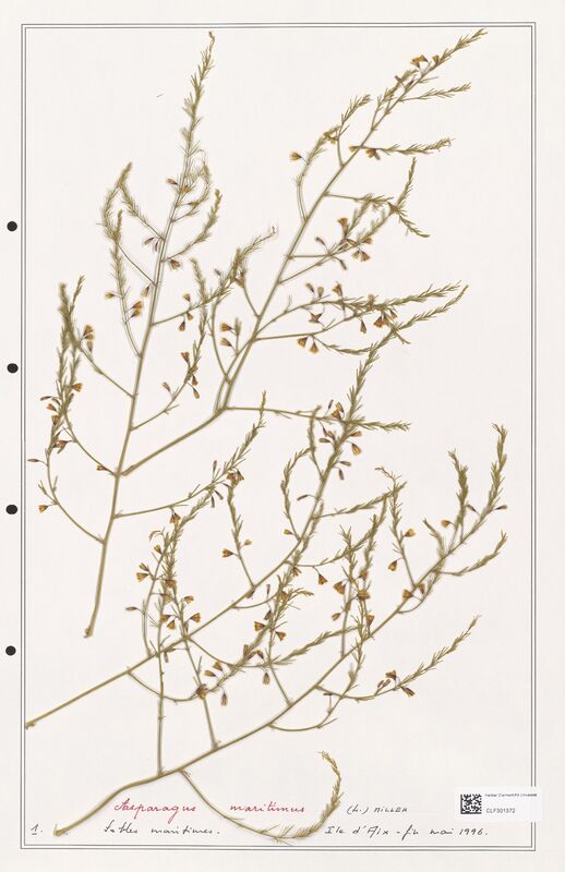 Asparagus maritimus  (Liliaceae)