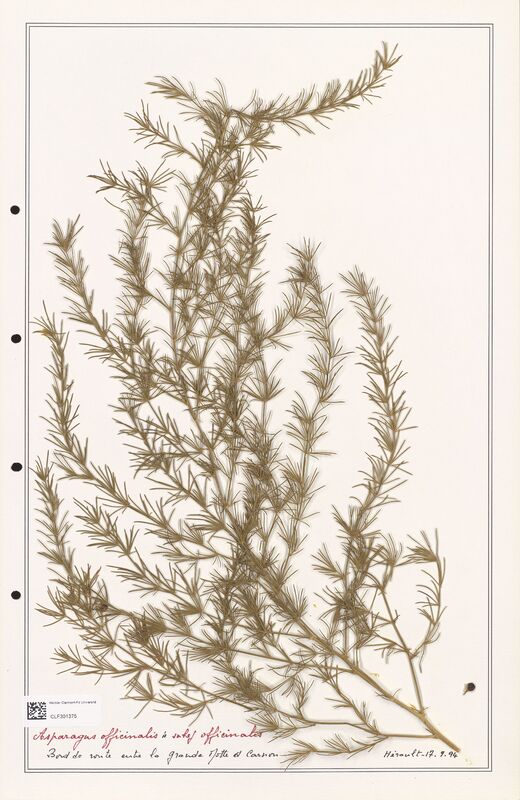 Asparagus officinalis  (Liliaceae)