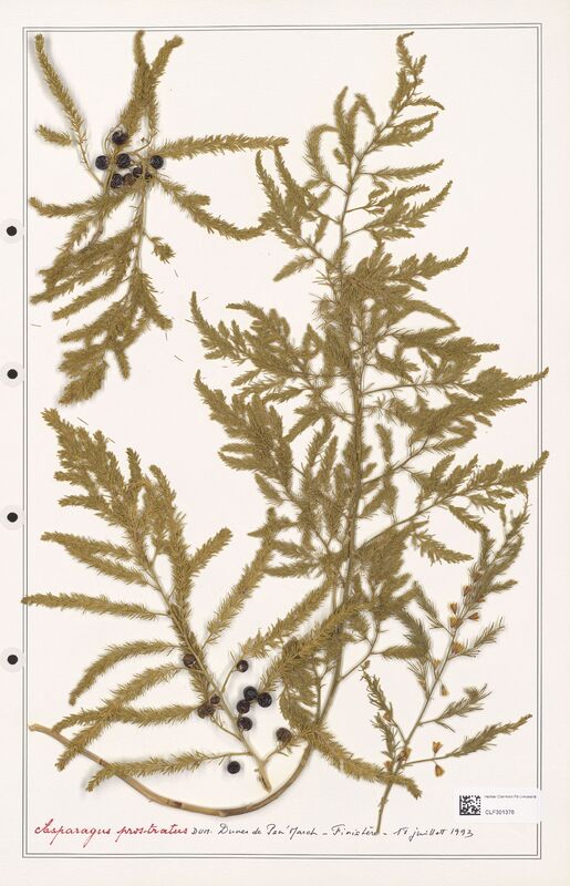 Asparagus prostratus  (Liliaceae)