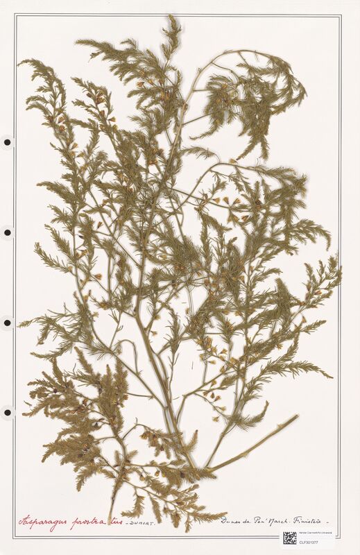 Asparagus prostratus  (Liliaceae)