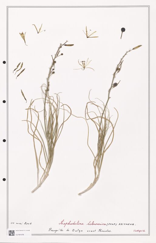 Asphodeline liburnica  (Liliaceae)