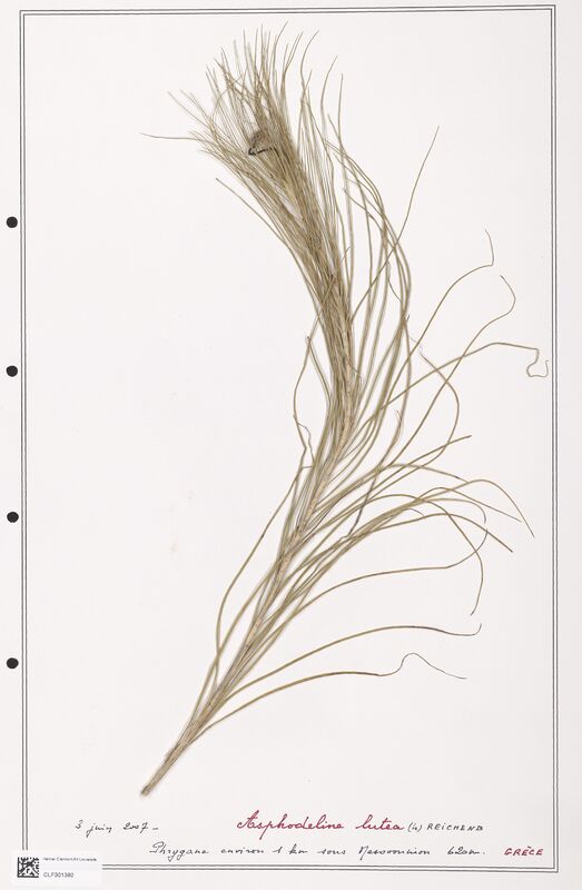 Asphodeline lutea  (Liliaceae)