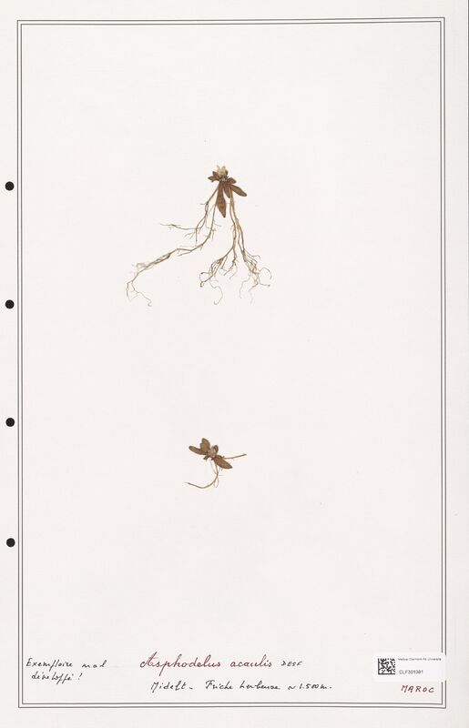 Asphodelus acaulis  (Liliaceae)